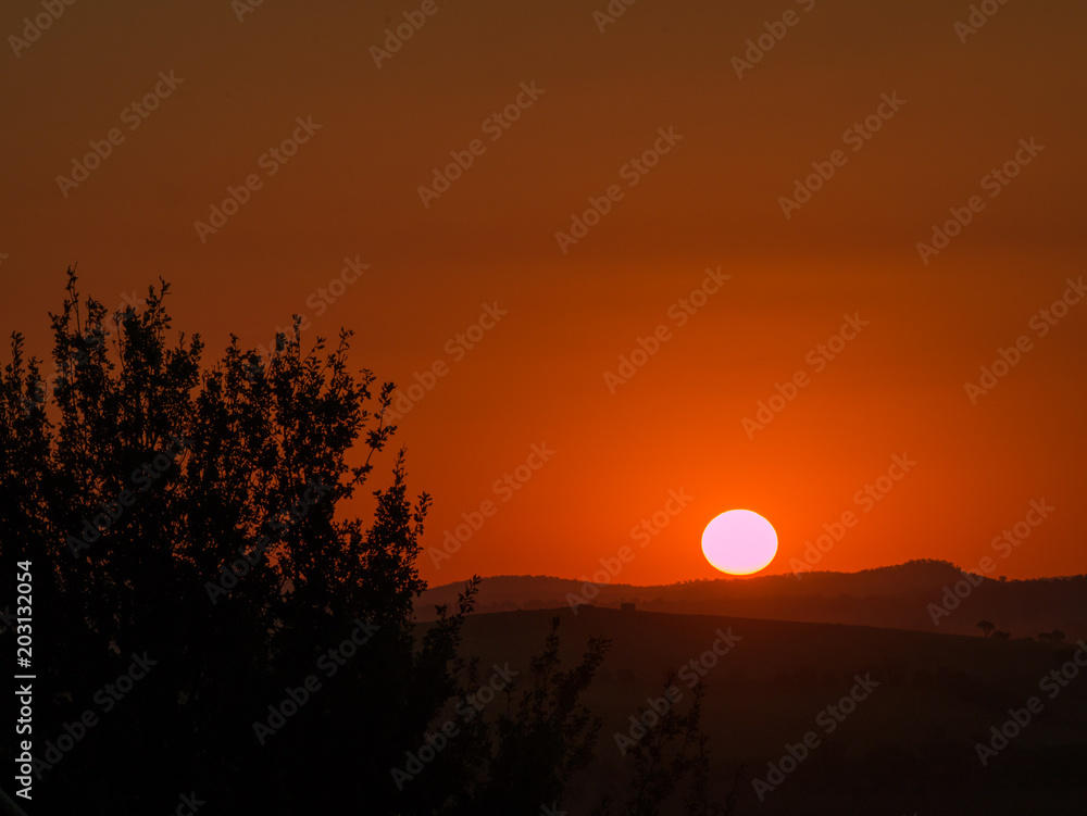 Fototapeta premium Sunset with Tree Foreground
