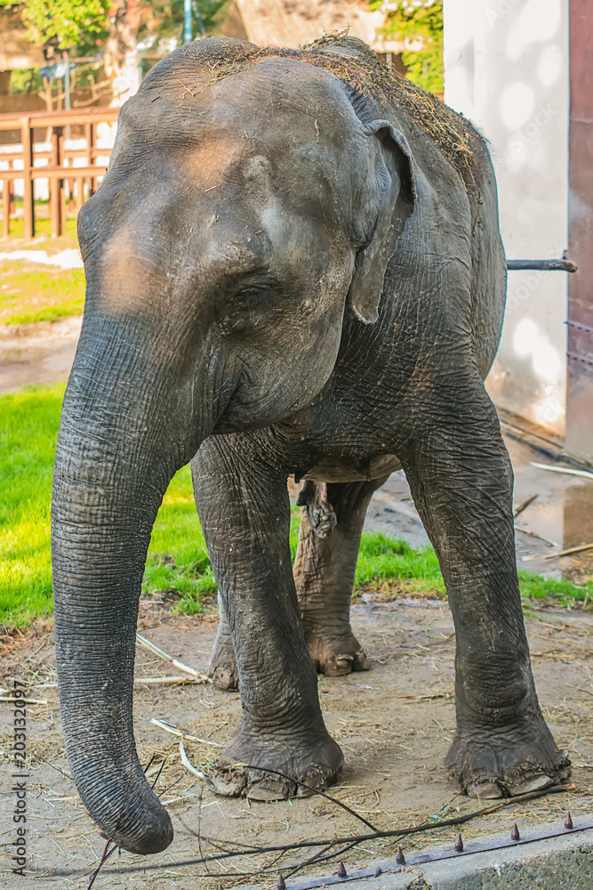 Naklejka premium Elephant in zoo 