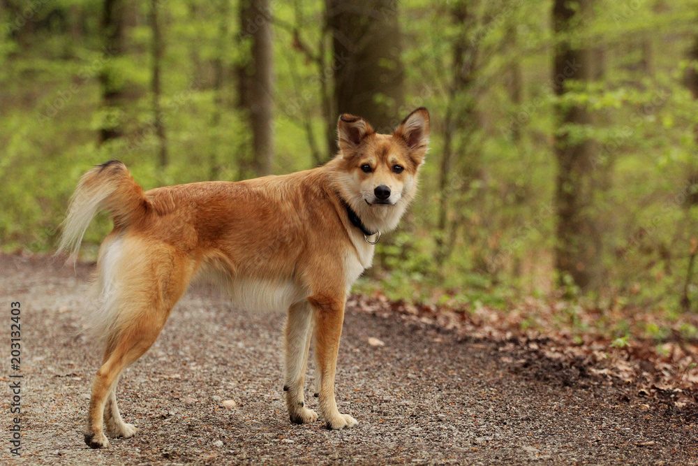 Hund im Wald