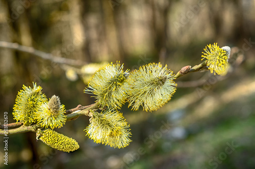Wallpaper Mural The furry buds of pussy willow. This is Eared willow (Salix aurita). Flowering willow close up. Torontodigital.ca
