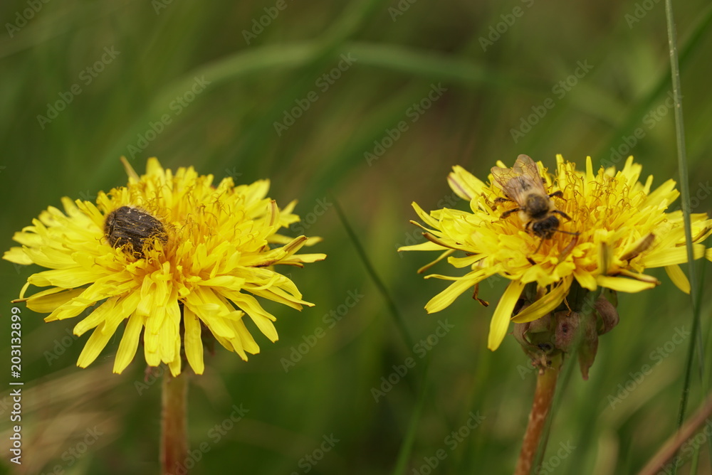 beetle and bee on a dandelion beetle and bee on a dandelion