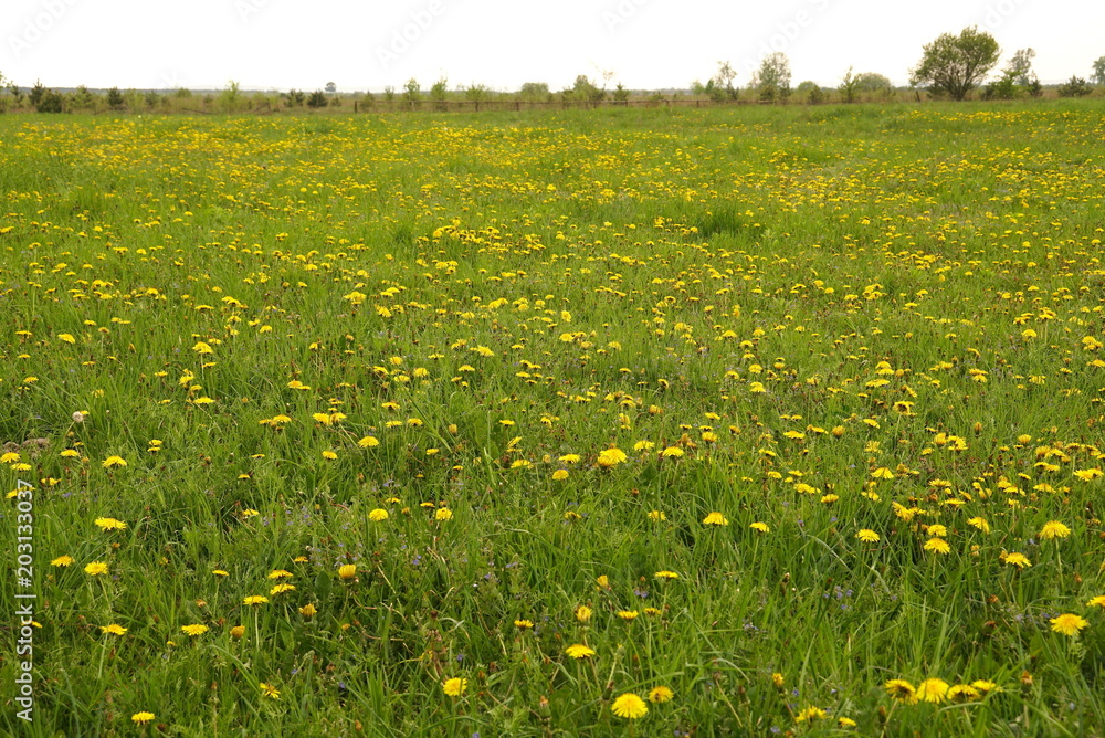 field of dandelions 