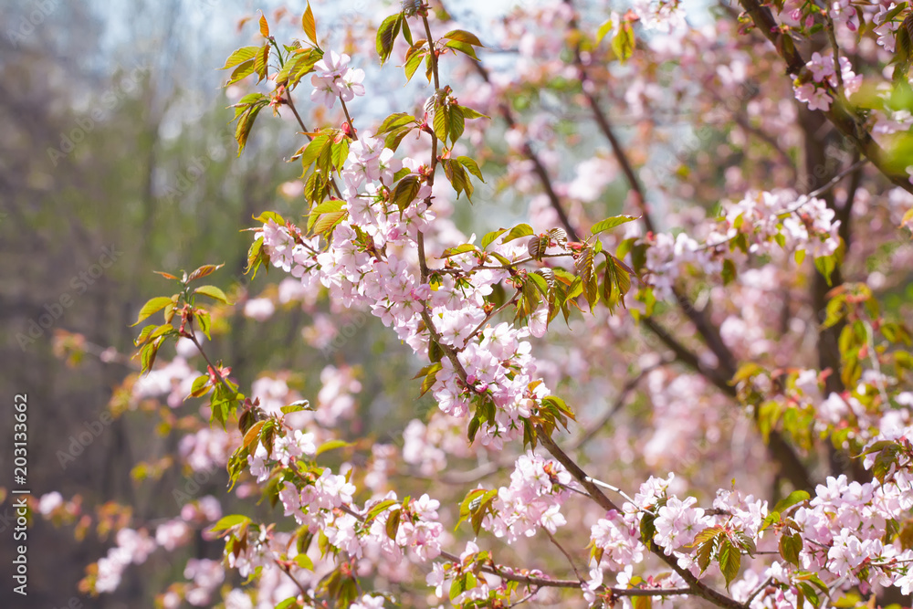 Beautiful cherry blossom sakura in spring time over blue sky. Beautiful cherry blossom sakura in spring time over blue sky.