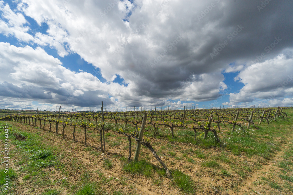 Field of vines under cloudy sky