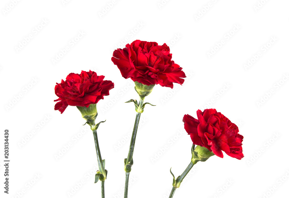 three carnations on isolated white background three carnations on isolated white background