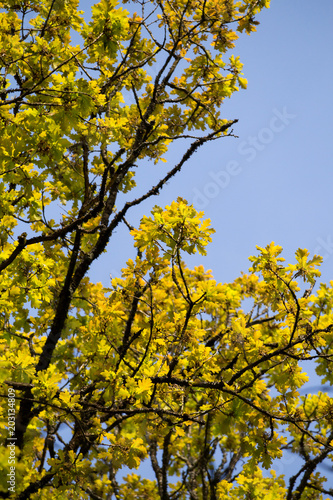 Fototapeta Naklejka Na Ścianę i Meble -  Eichenlaub im Frühjahr / oak tree in spring