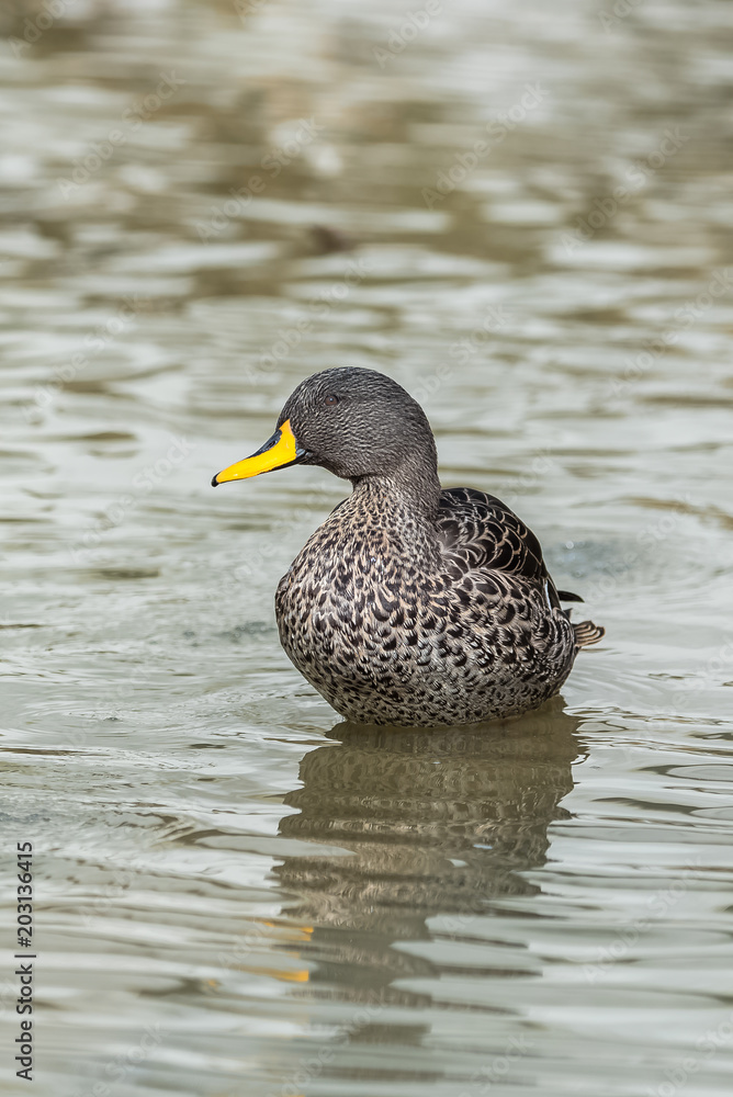 Yellow-billed Duck, Anas undulata, beautiful duck swimming on the lake
Yellow-billed Duck, Anas undulata, beautiful duck swimming on the lake