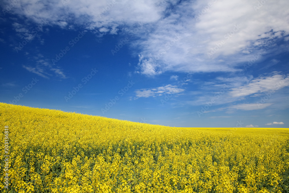 Rape is a yellow-coloured plant which produces oil . 