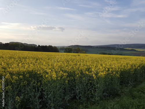 Sonnenaufgang über Rapsfeld