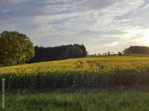 Sonnenaufgang über Rapsfeld