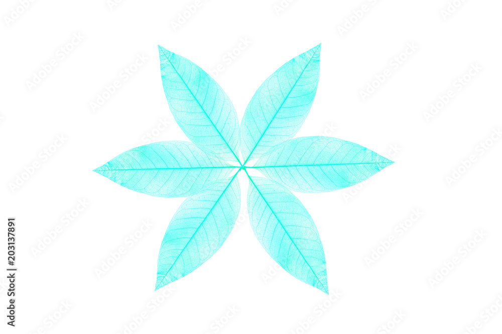 Skeleton leaf abstract background Skeleton leaf abstract background