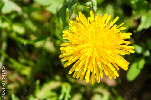 Vászonkép sow-thistle on the meadow