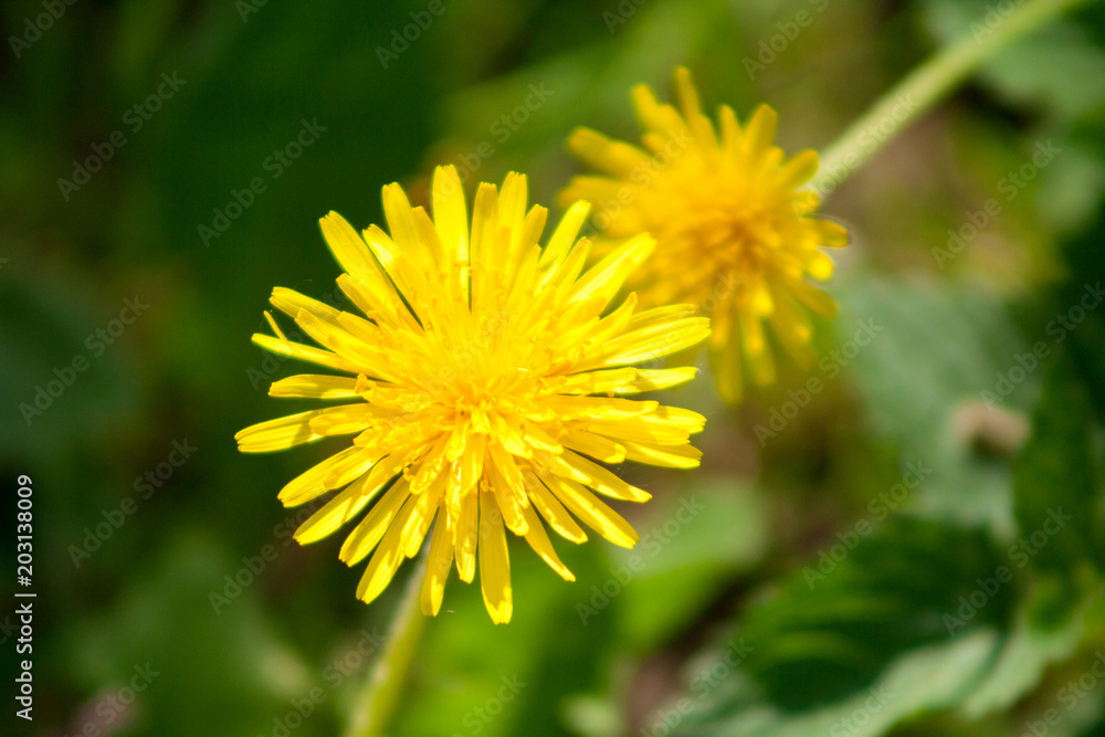 yellow flowers dandelions on the grass yellow flowers dandelions on the grass