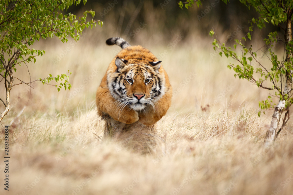 Fototapeta premium Tygrys syberyjski w skoku