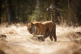 Sibirischer Tiger spielt