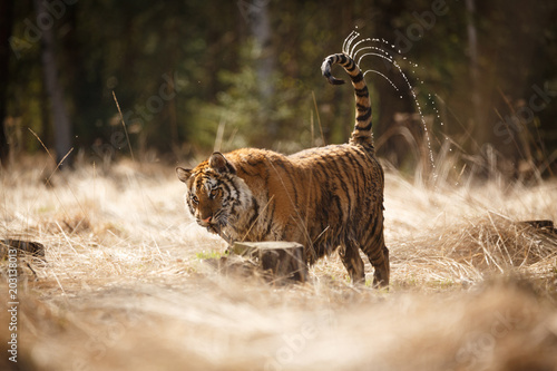 Fototapeta Naklejka Na Ścianę i Meble -  Sibirischer Tiger spielt