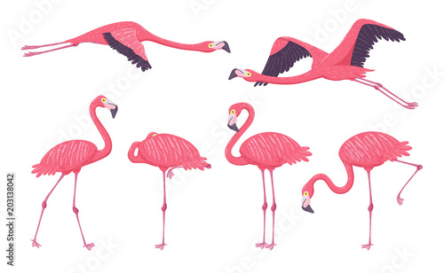 Pink Flamingo collection in different poses. Isolated elements on white background. Vector illustration. © insemar