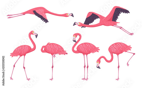Pink Flamingo collection in different poses. Isolated elements on white background. Vector illustration.