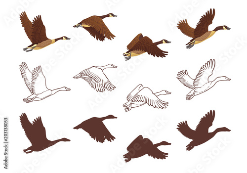 Goose flying process in different poses. Isolated illustration on white background. Three different versions: colorful illustration, hand drawn sketch and silhouette. Vector illustration.