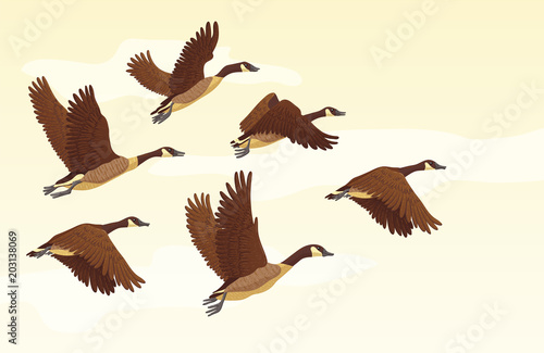 Flock of migrating geese flying. Migratory birds concept. Vector illustration. photo