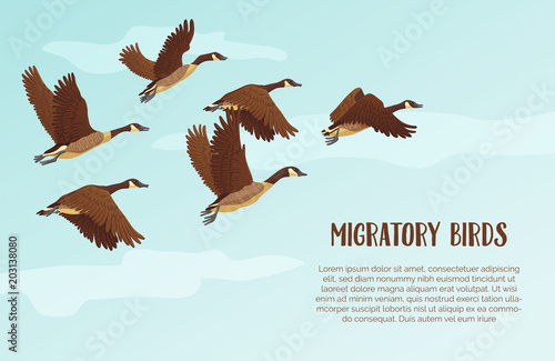 Flock of migrating geese flying. Migratory birds concept. Sky background with text. Vector illustration.
