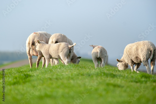 Grazing Sheep and lambs in a green grassland
