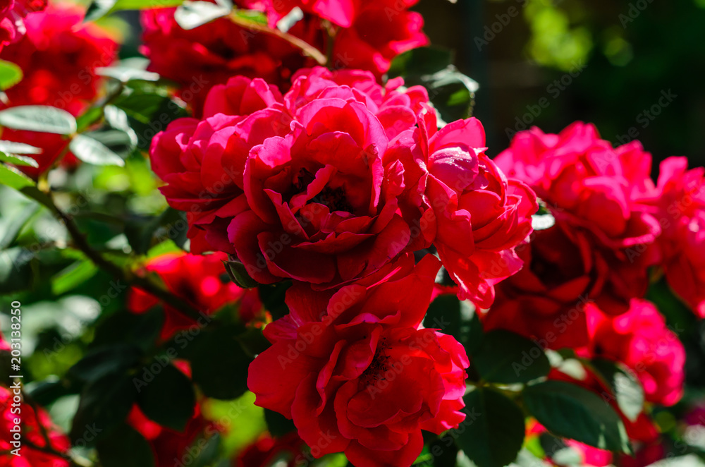 Close-up of rose flowers Close-up of rose flowers