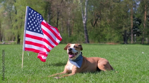 American staffordshire terrier dog in bandana rests at park on grass in front of the USA flag in background