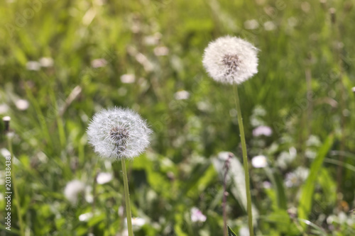 dandelion flower with seeds ball