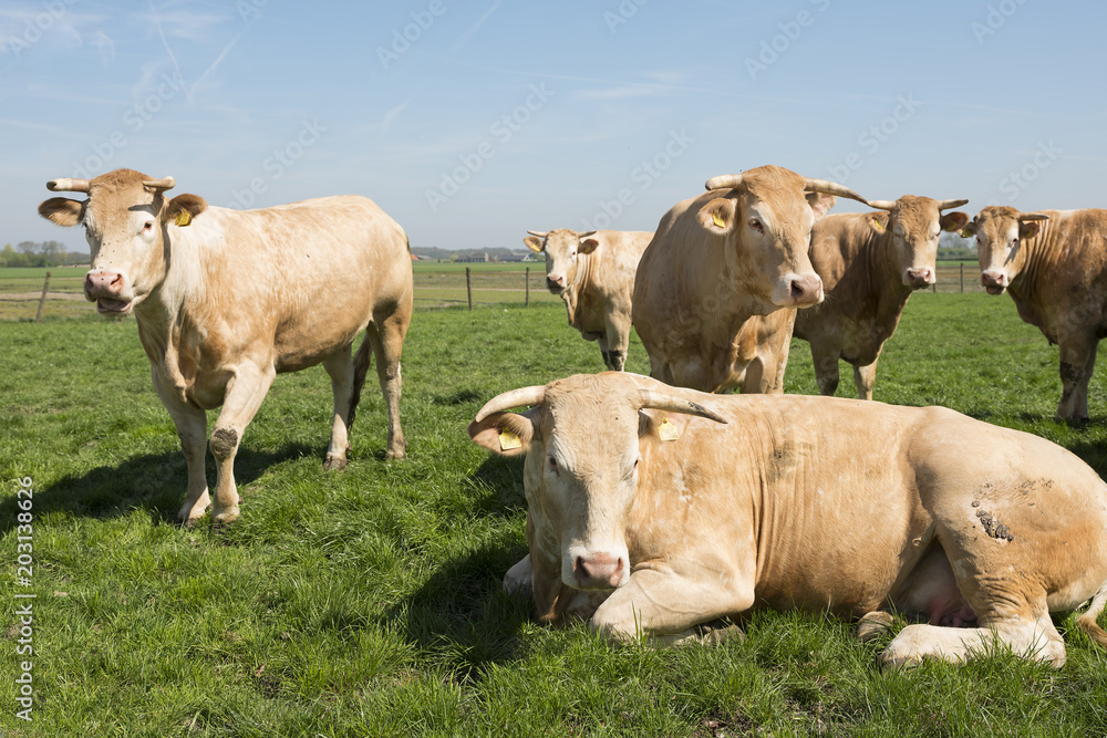 beige blonde d'aquitaine cows in green grassy meadow under blue sky looking beige blonde d'aquitaine cows in green grassy meadow under blue sky looking