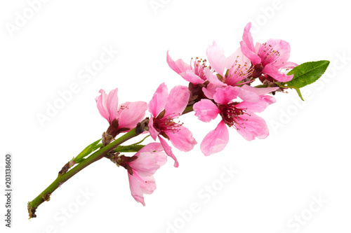 Cherry blossom, sakura flowers isolated on white background