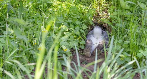 a gray rabbit hides in the rabbit hole