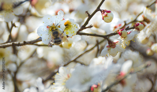 Bee on flowering fruit tree, closeup
