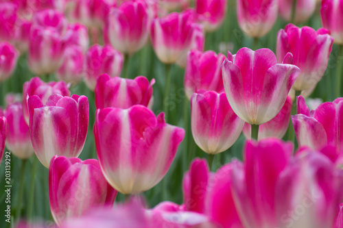 Field of pink tulips