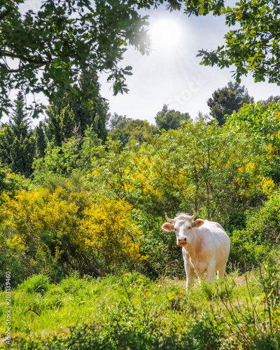 Chianina-Rind freilaufen in der Provence Frankreich - die größte und älteste Fleischrinderrasse weltweit photo