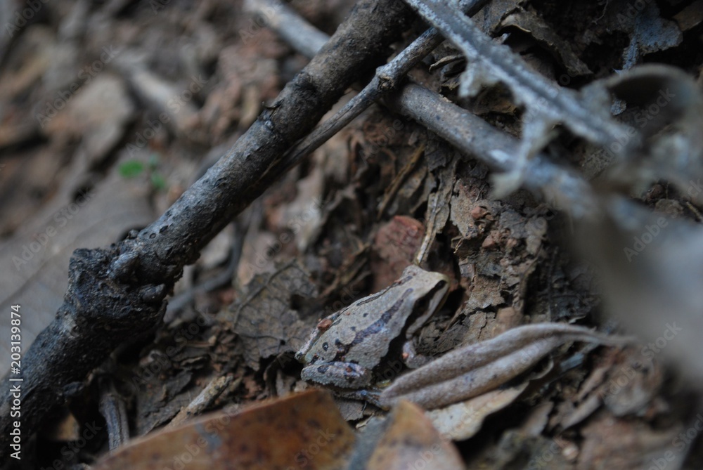 rana gris en suelo de bosque con hojas secas rana gris en suelo de bosque con hojas secas