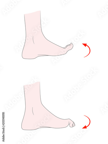 Exercise for flexibility of the joints of the toes. A bare foot of a woman bends and unbends her fingers. Vector. Isolated on white background.