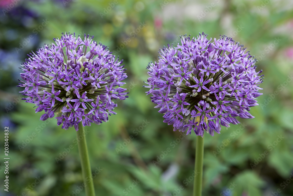 Blooming allium hollandicum in a garden with a green background Blooming allium hollandicum in a garden with a green background