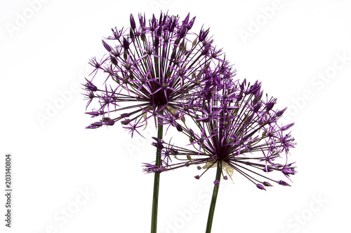 Blooming purple allium christophii on a white background