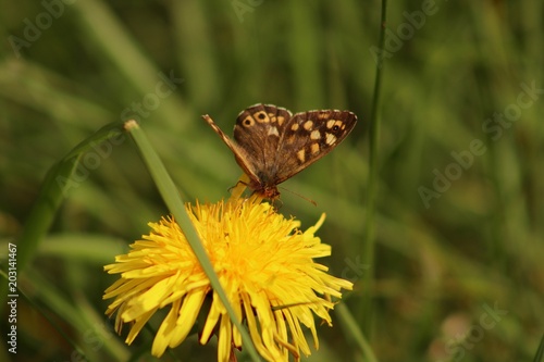 Butterfly on dandelion