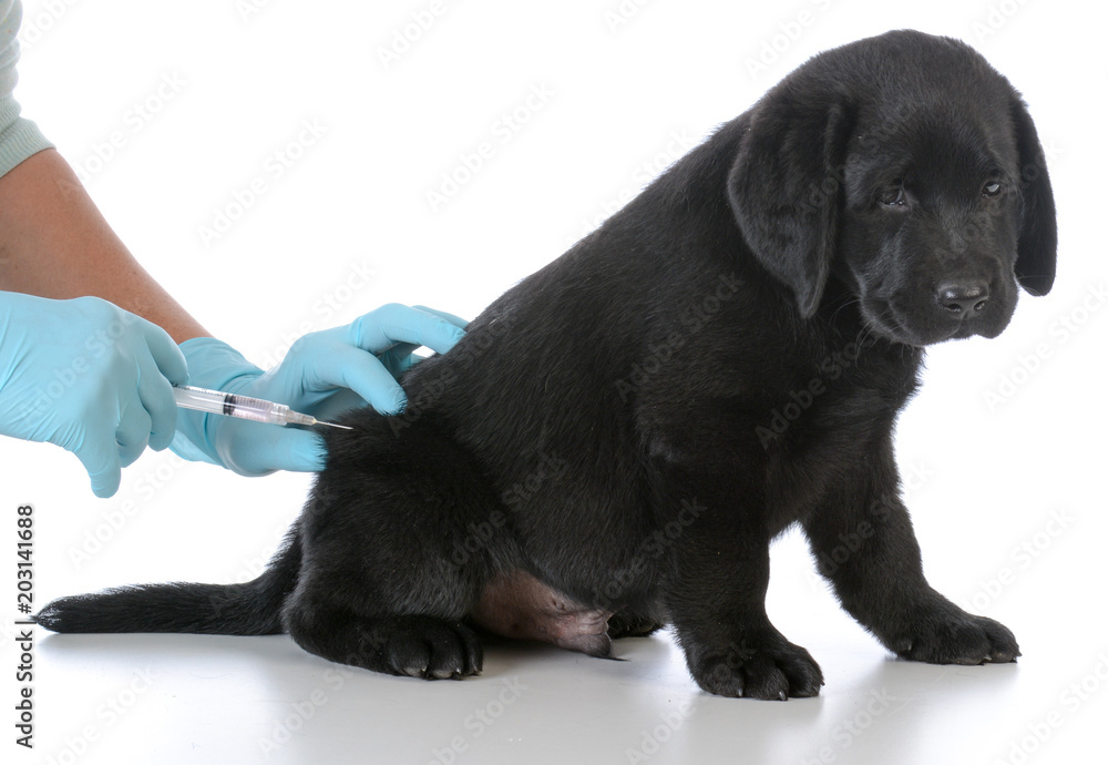 puppy getting vaccinated StockFoto Adobe Stock