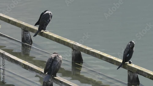 cormorani photo