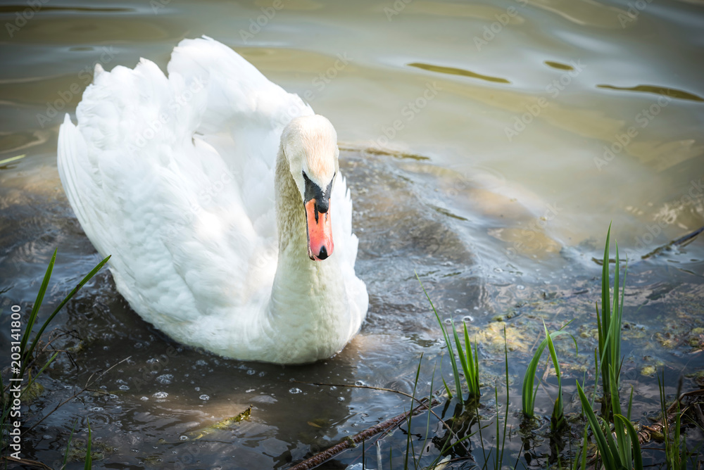 Fototapeta premium Cloe sup to big male swan in the lake,selective focus and blank space