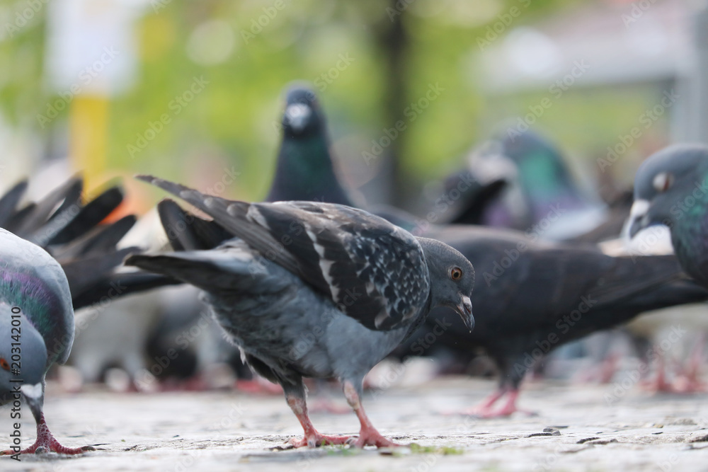 Naklejka premium Group of feral rock pigeons columba livia domestica foraging on pavement in the sunlight in front of blurry urban scene in berlin
