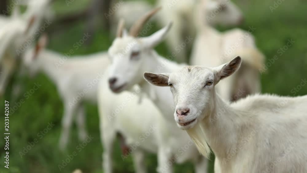 Camera pans and rolls focus across a herd of goats in a grassy pasture on a local rural farm Camera pans and rolls focus across a herd of goats in a grassy pasture on a local rural farm