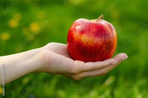 Apple in hand leaves trees green sun nature background