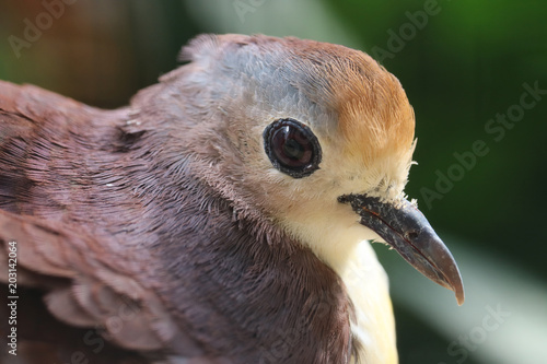 head of a cinnamon ground dove (gallicolumba rufigula) from new guinea in profile view photo