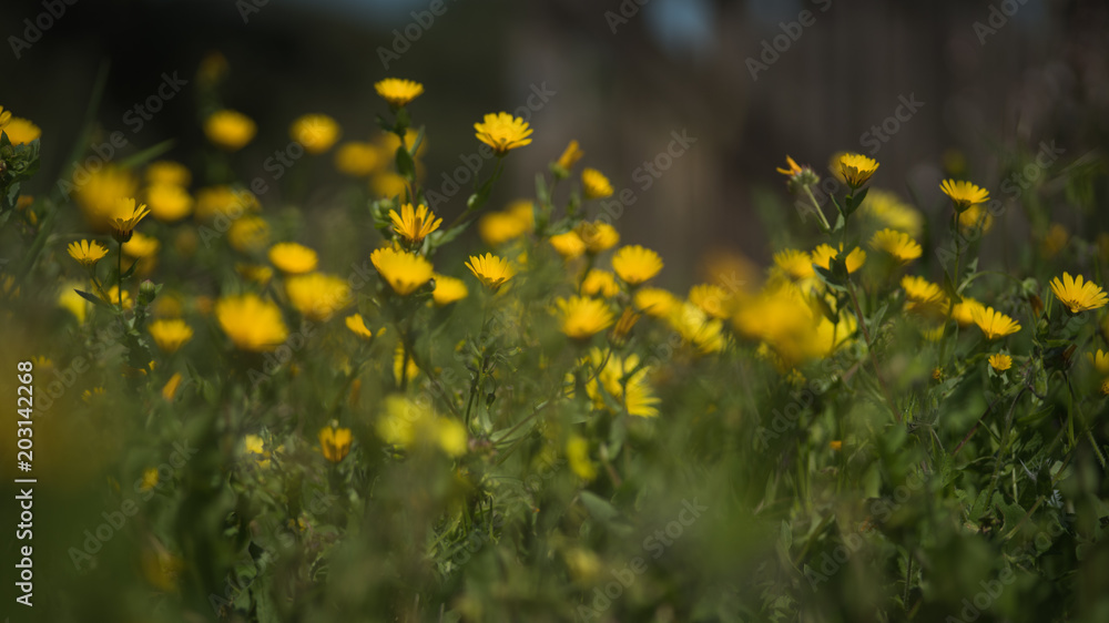 Obraz premium mal_me_quer