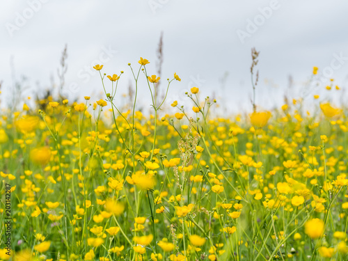 Gras im Wind gelbe Butterblume © Herr Loeffler