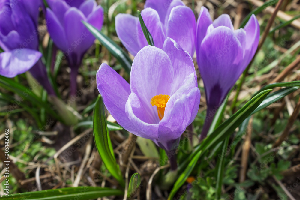 The violet crocuses close-up in the early spring The violet crocuses close-up in the early spring